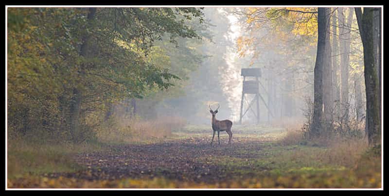 Indiana Deer Seasons