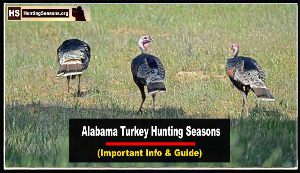 Alabama Turkey Hunting Season 2023 [Latest Update!]