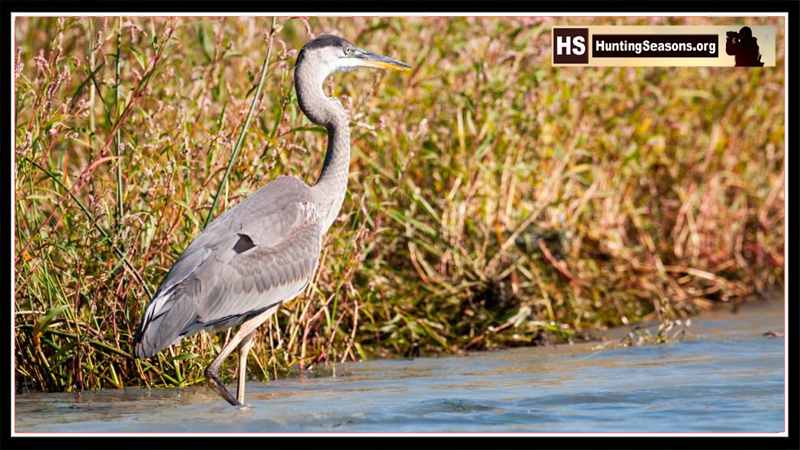 North Dakota Waterfowl Hunting Season Begins