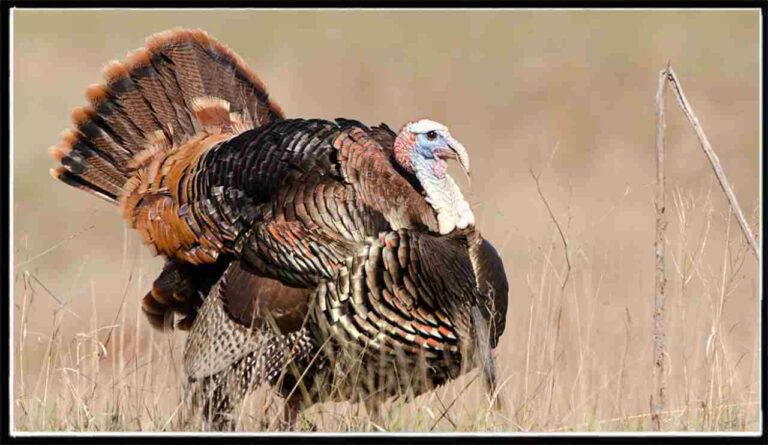 ODFW Turkey Reservation