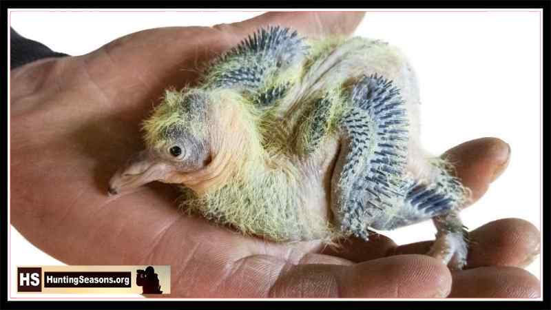 4 to 5 days old, the eyes of a baby pigeon open
