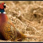 Iowa Pheasant Seasons