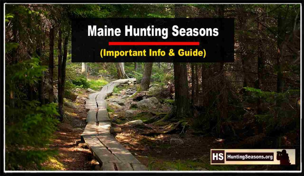 Maine Hunting Seasons 20232024 [UPDATED]