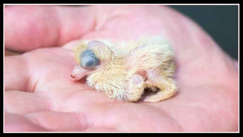 New Born Pigeon