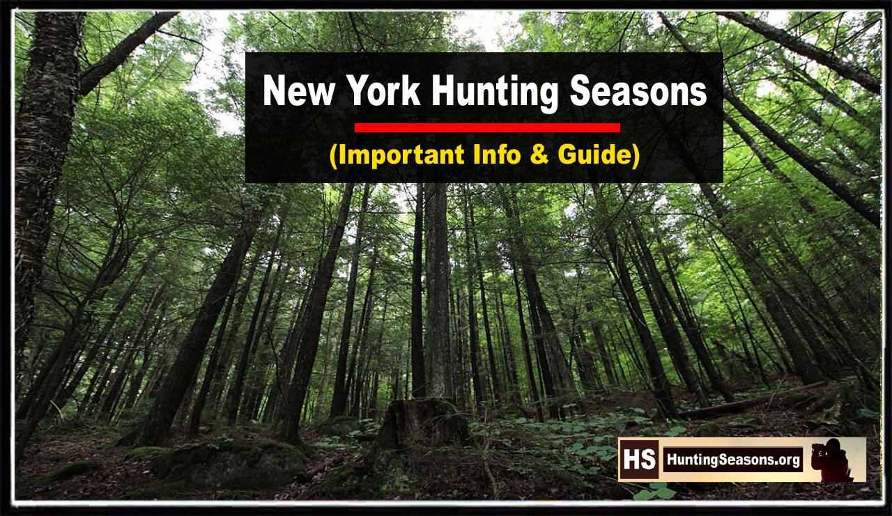 New York Hunting Seasons 20232024 [Updated Schedule]
