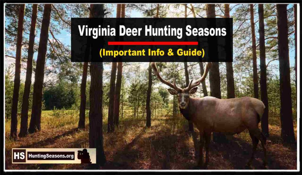 Virginia Deer Season 20232024 Updated Schedule! [All You Need To Know