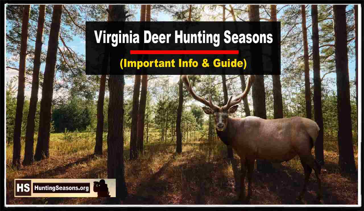 Virginia Deer Season 20232024 New Rules & Dates