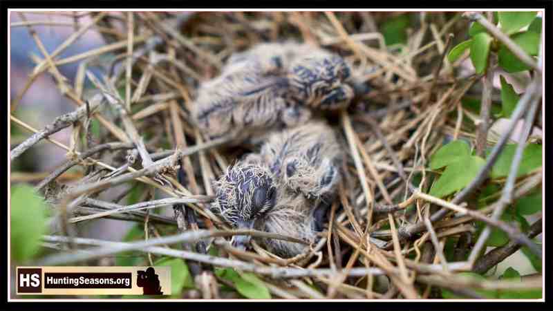 Why are there no baby pigeons around