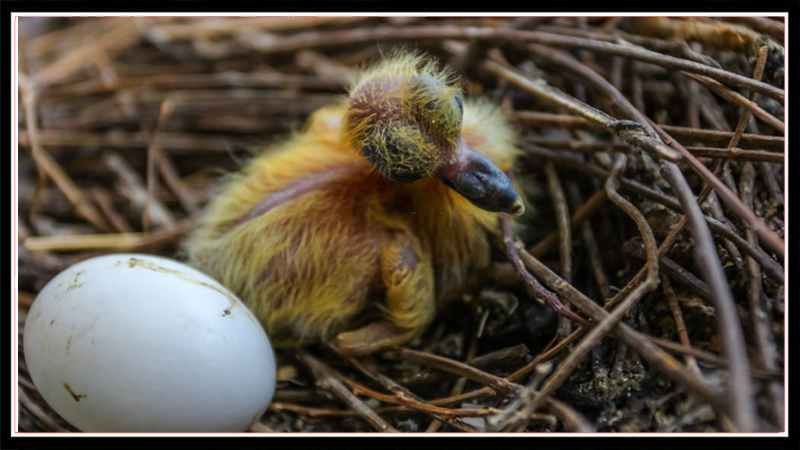 baby pigeon eggs