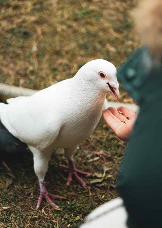 What do White pigeons eat?