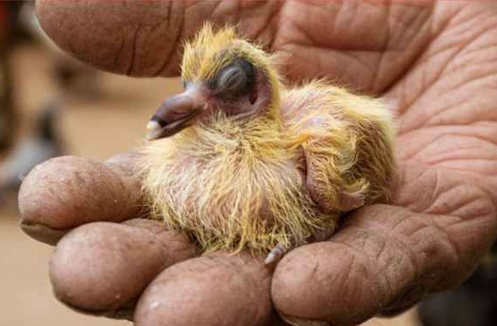what does a baby pigeon look like