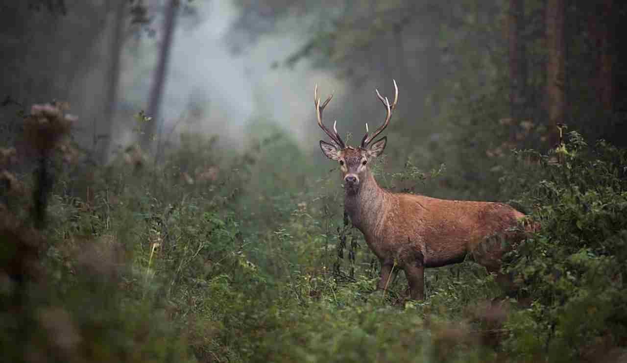 Arizona Hunting Seasons