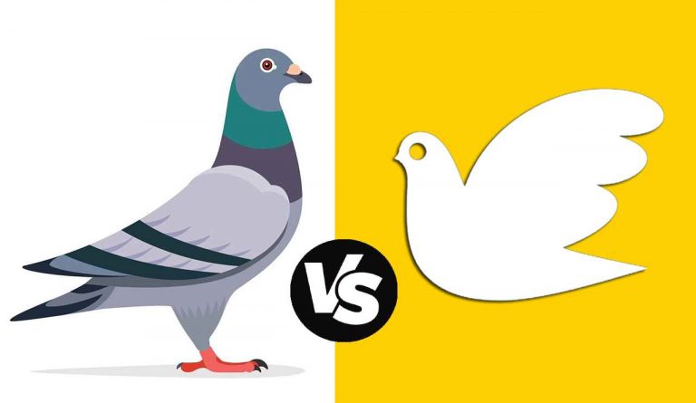 Dove vs pigeon, the difference