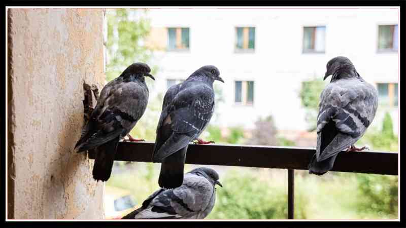 How to get rid of Pigeons easily from balcony