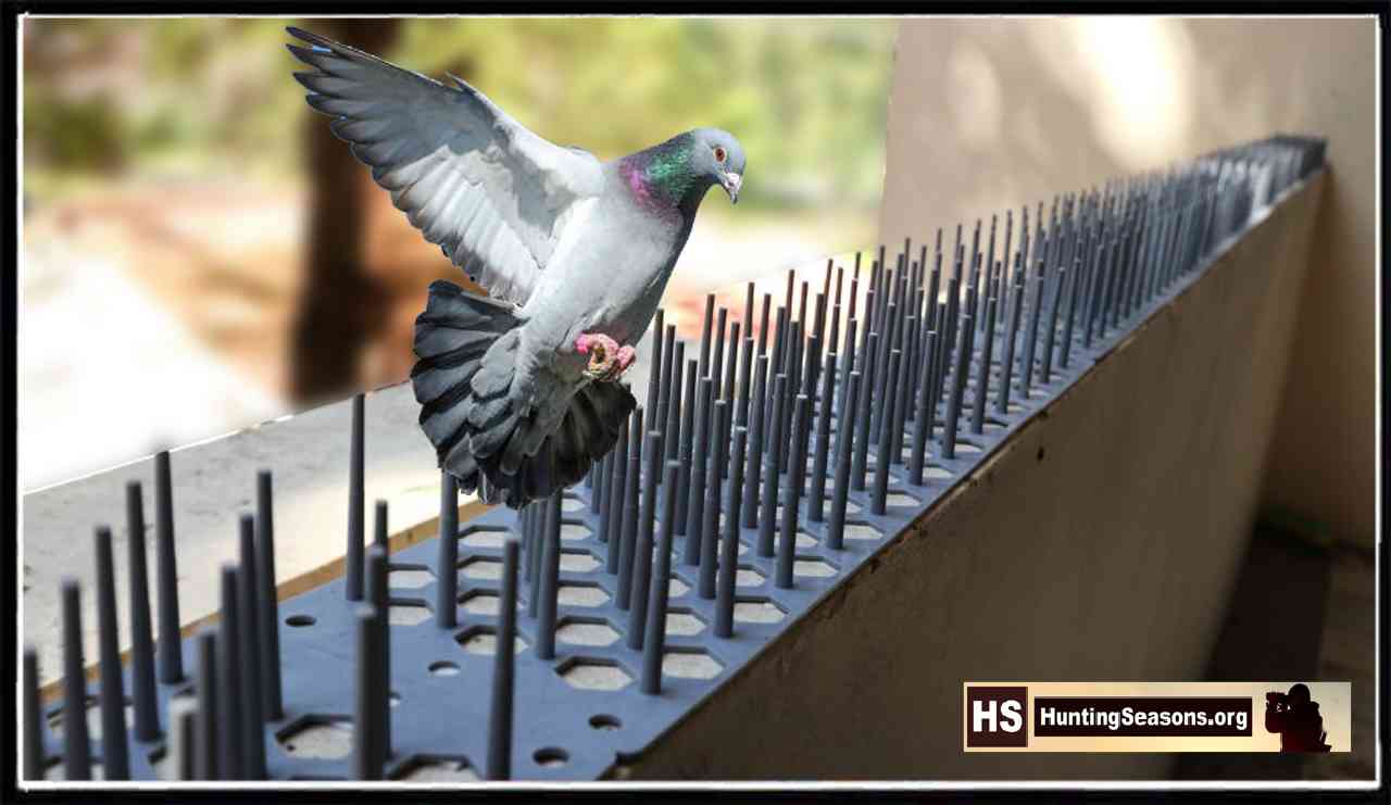 How to get rid of Pigeons