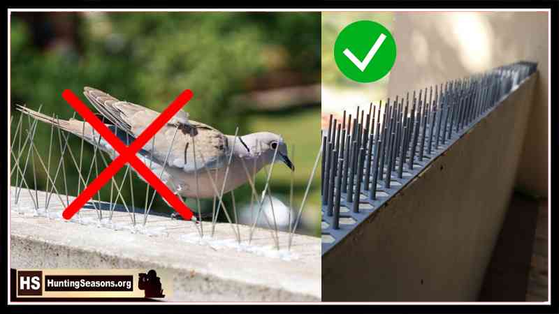 How to keep away pigeons