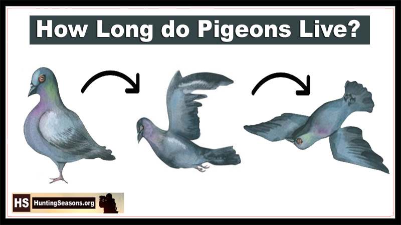 Lifespan of pigeons