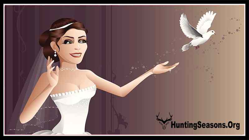 Meaning of a White Dove Release at Weddings