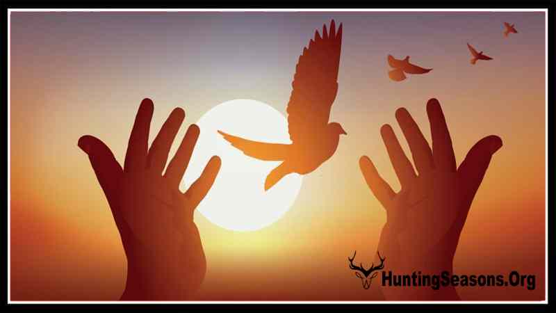 Releasing Doves at a Funeral Meaning