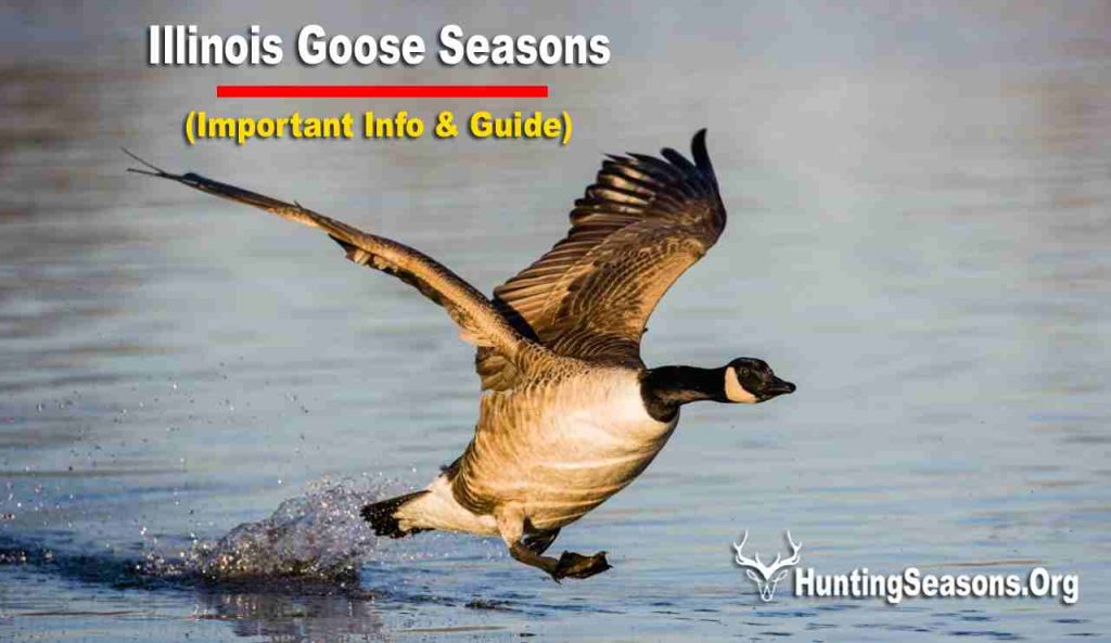 Goose Season Illinois