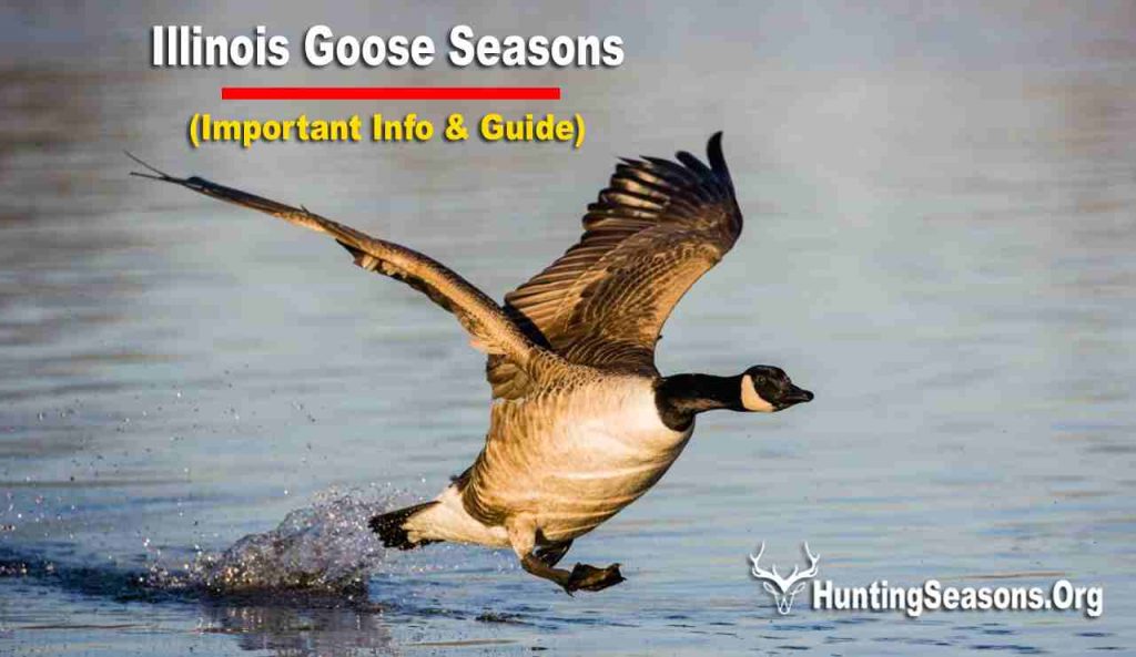 Goose Season Illinois 20232024 [New Update!]