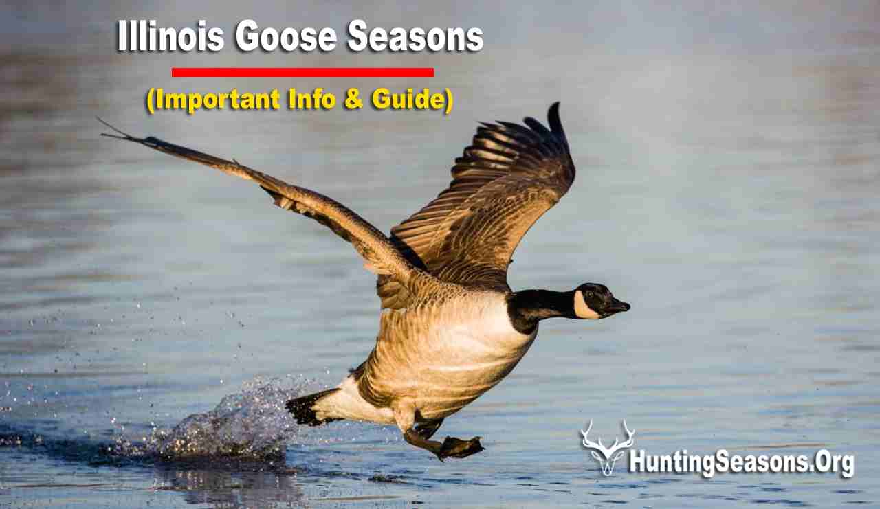 Goose Season Illinois 20232024 [New Schedule!]