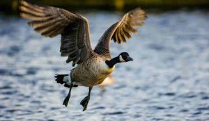 Goose Seasons Illinois