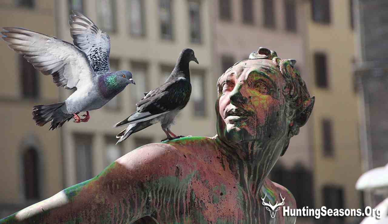 How did the passenger pigeon go extinct