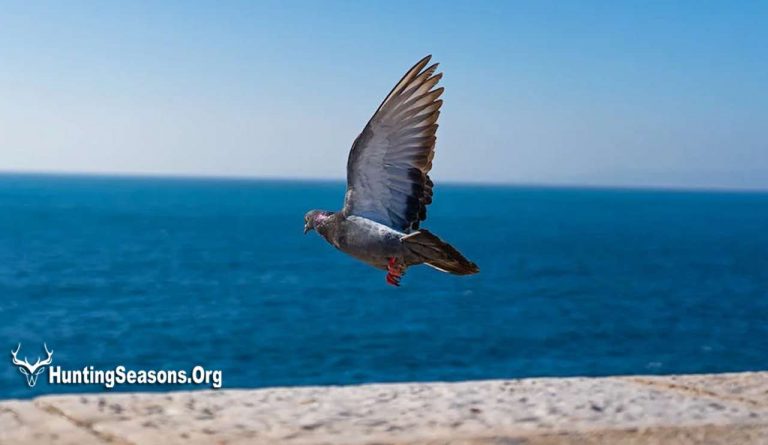How Fast Do Pigeons Fly? [You'll Be Amazed!]