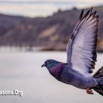 How fast do pigeons fly