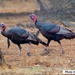 Illinois Turkey Season