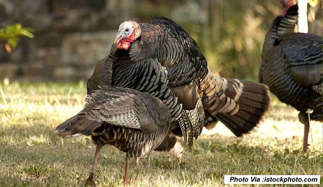 Illinois Turkey Season 20232024 [All You Need To Know!]