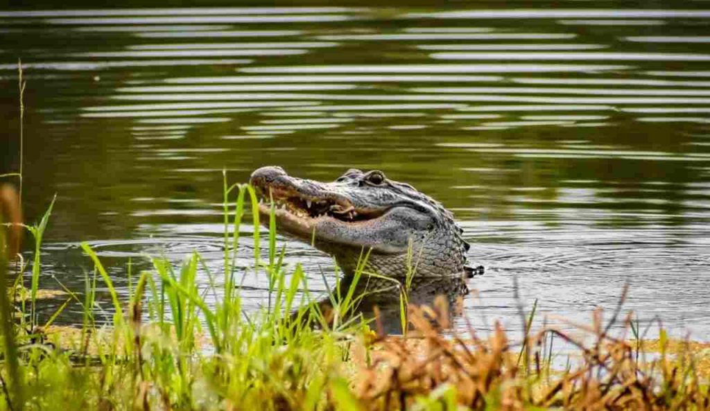 Louisiana Alligator Season