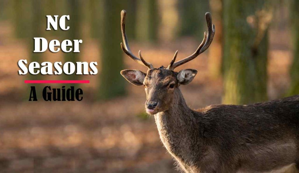 NC Deer Hunting Seasons