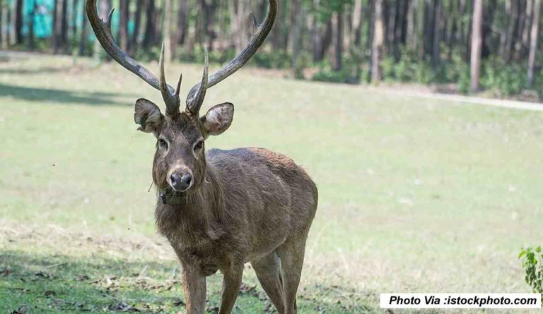 South Carolina Youth Day Deer Hunt