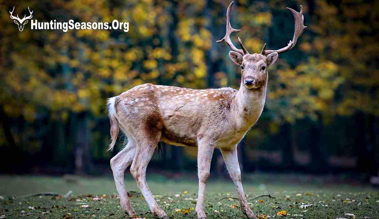 Deer Season In Texas 2024 - Jenna Lorilee