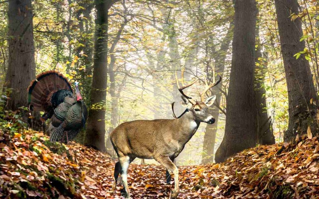 Virginia Hunting seasons