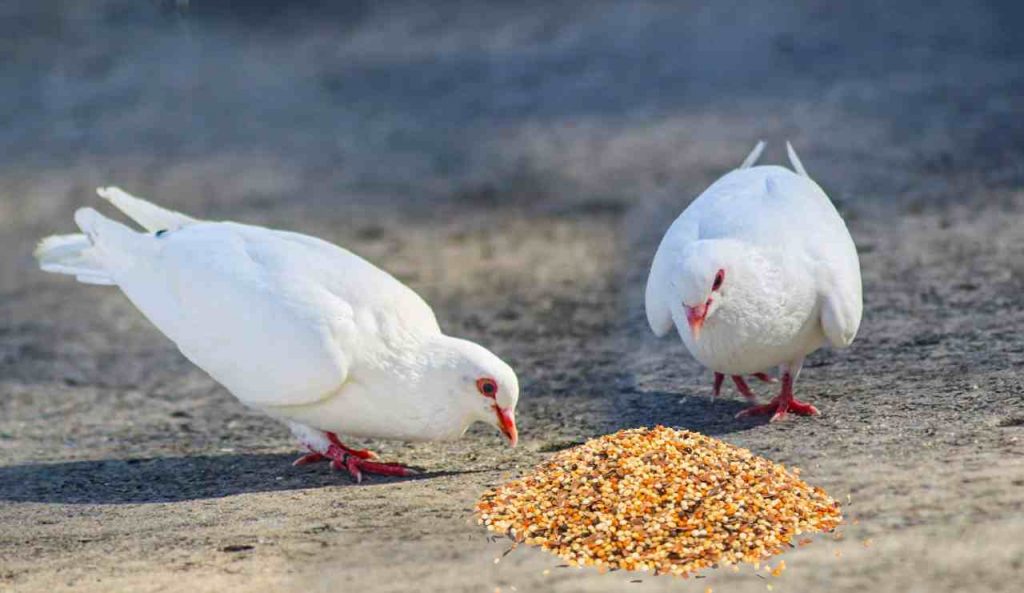 What Does a Mourning Dove Eat?