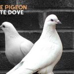 White Dove Vs. White Pigeon