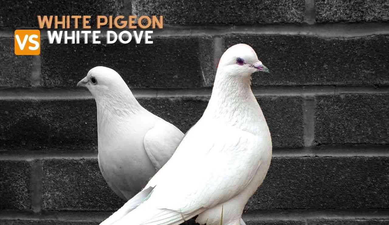 white pigeon and dove
