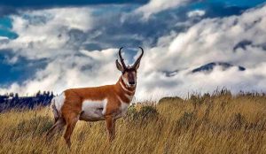 Wyoming Hunting Seasons