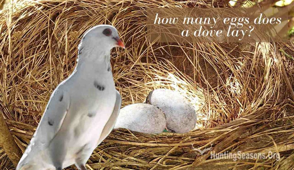 how many eggs does a dove lay