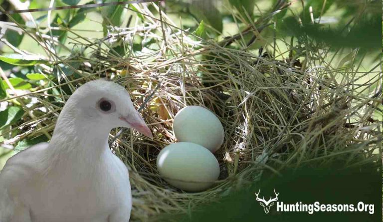 how many eggs does a dove lay