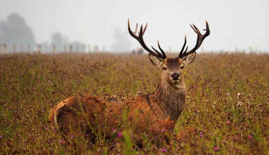 Alabama Deer Season