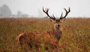Alabama Deer Season