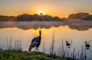 Alabama Turkey Season