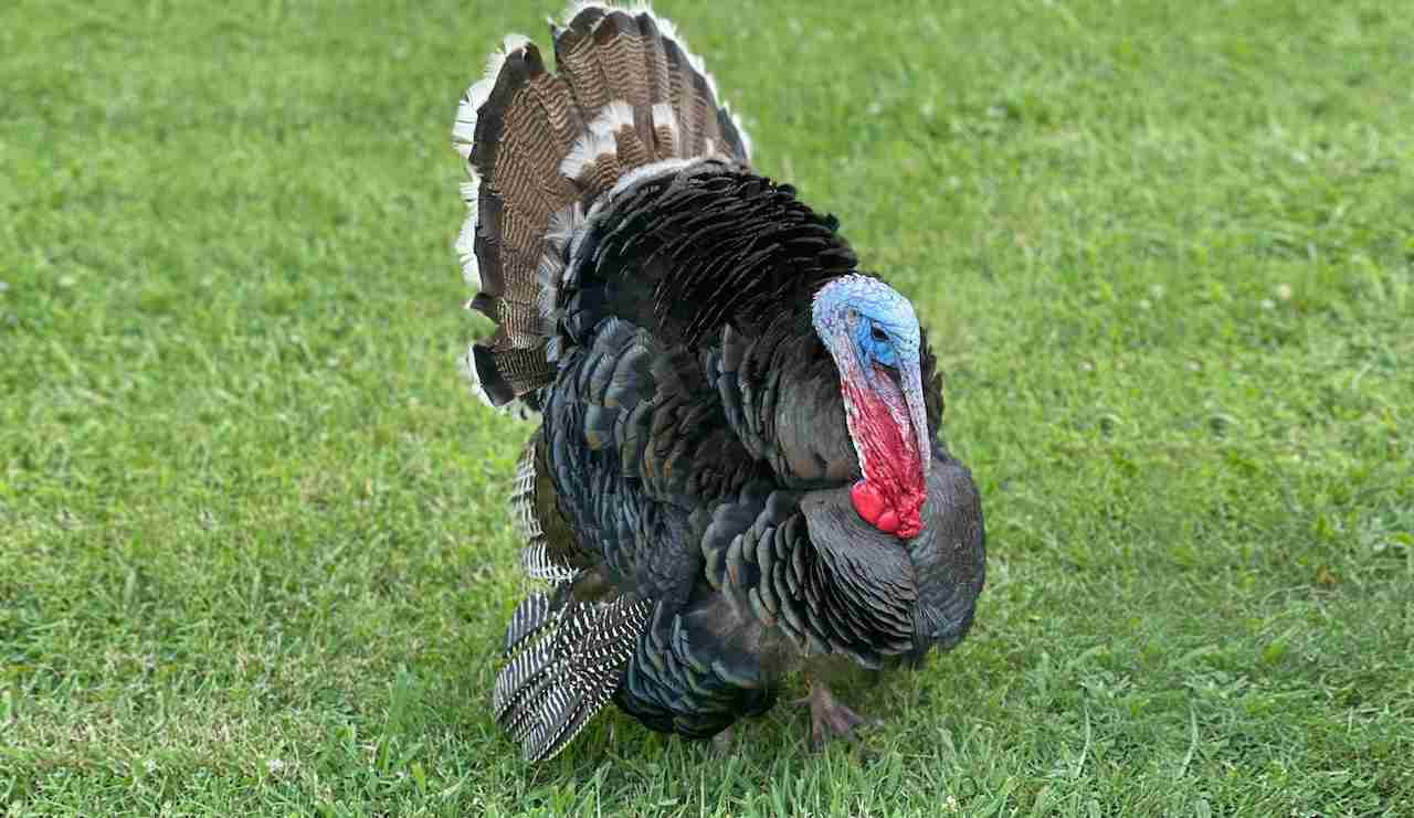 Florida Turkey Season 2023 [ All You Need to Know!]