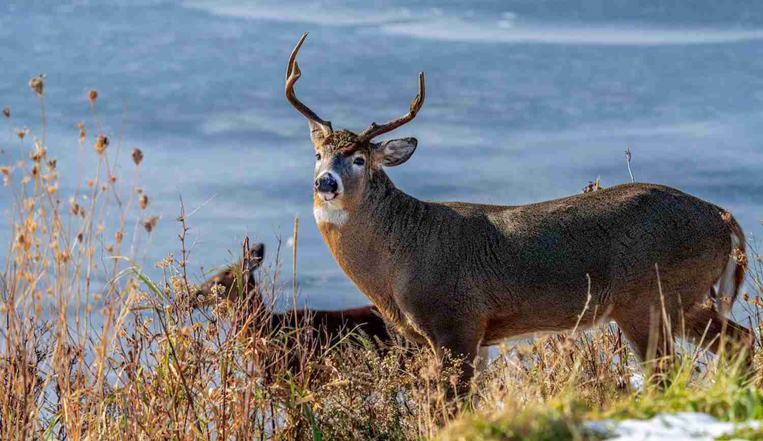 Deer Season 2024 Oklahoma Hanna Kikelia