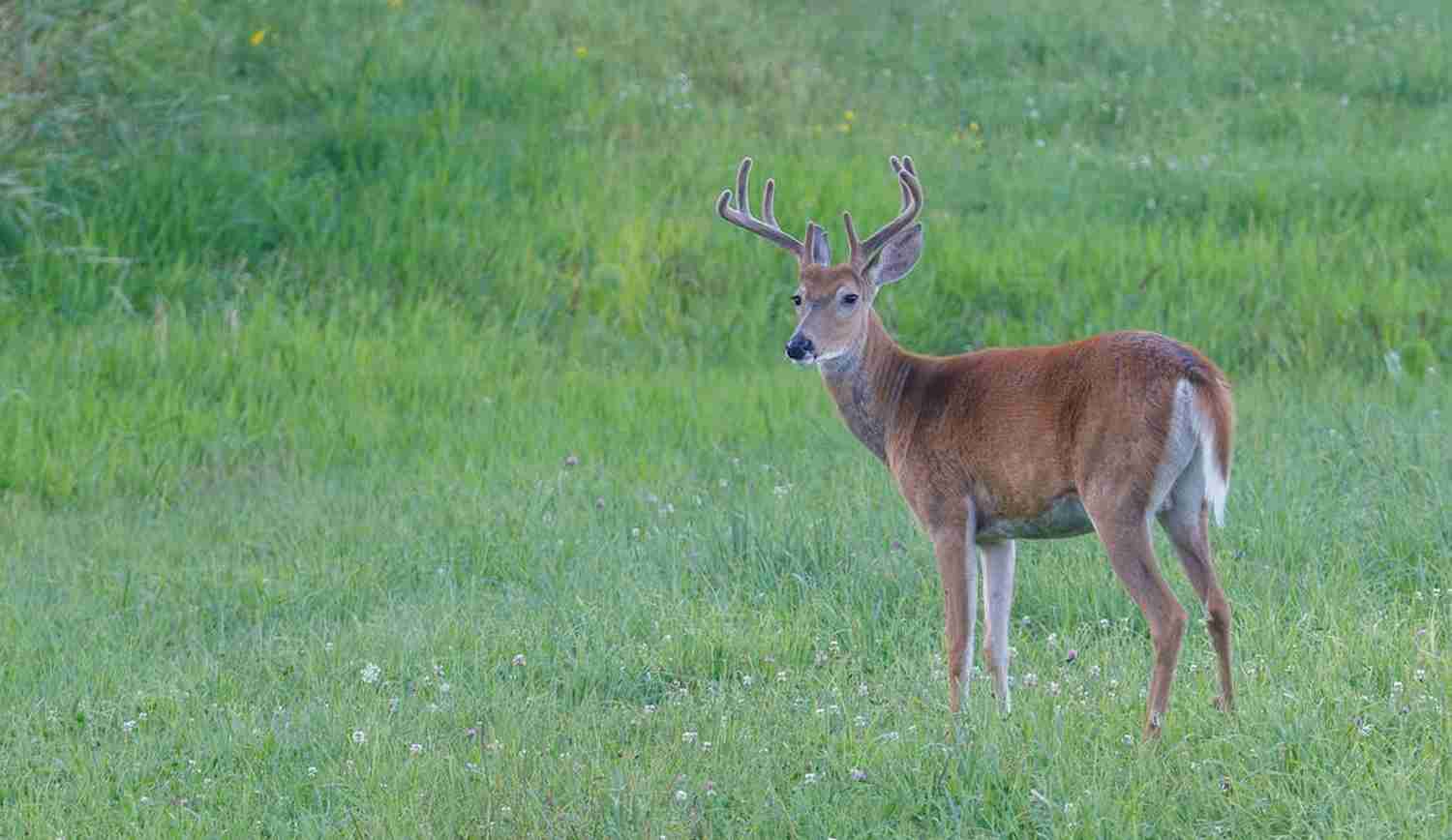 Deer Season 20232024 [All You Need To Know!]
