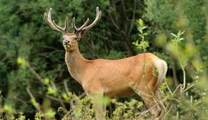 Michigan Deer Hunting Season